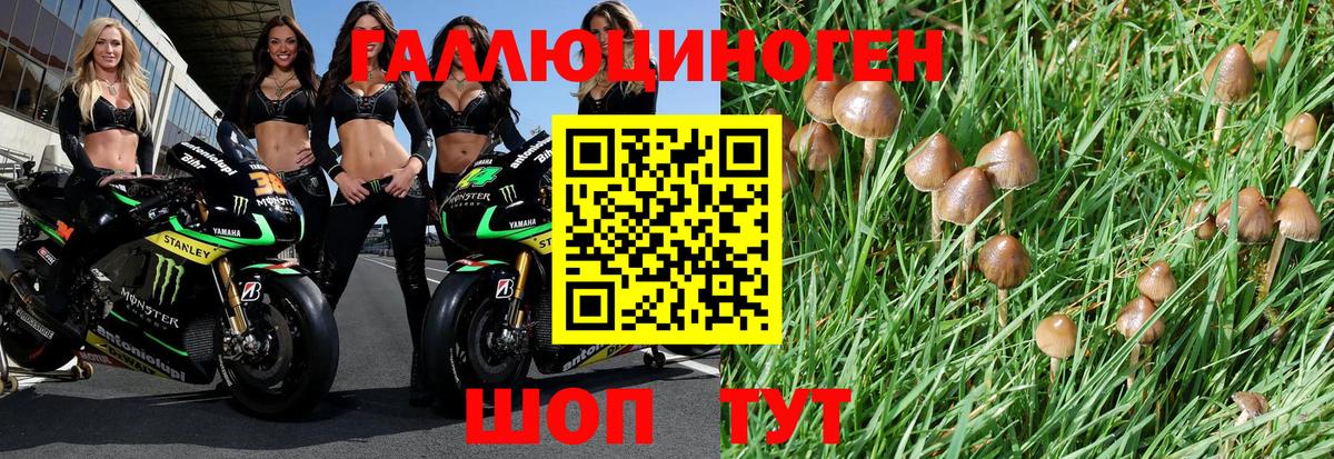 Апшеронск  Галлюциногенные грибы Psilocybe  Вход с VPN 